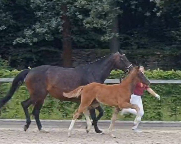 stallion Redbull (German Sport Horse, 2024, from Raven)