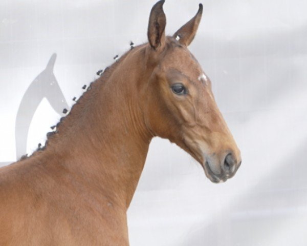 horse Sunshine (Hanoverian, 2024, from Secret Escape 9)