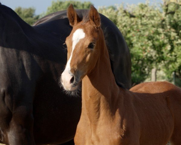 horse Quality (Hanoverian, 2024, from Ib Qualito II)