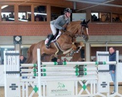 stallion Ib Qualito II (Hanoverian, 2019, from FRH Quaid)