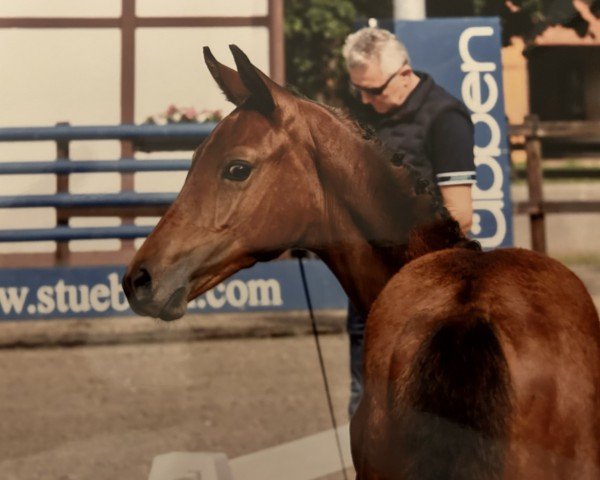 horse Stute von Charthago Blue / Thagoras (Oldenburg show jumper, 2023, from Charthago Blue OLD)