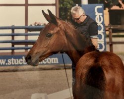 horse Stute von Charthago Blue / Thagoras (Oldenburg show jumper, 2023, from Charthago Blue OLD)