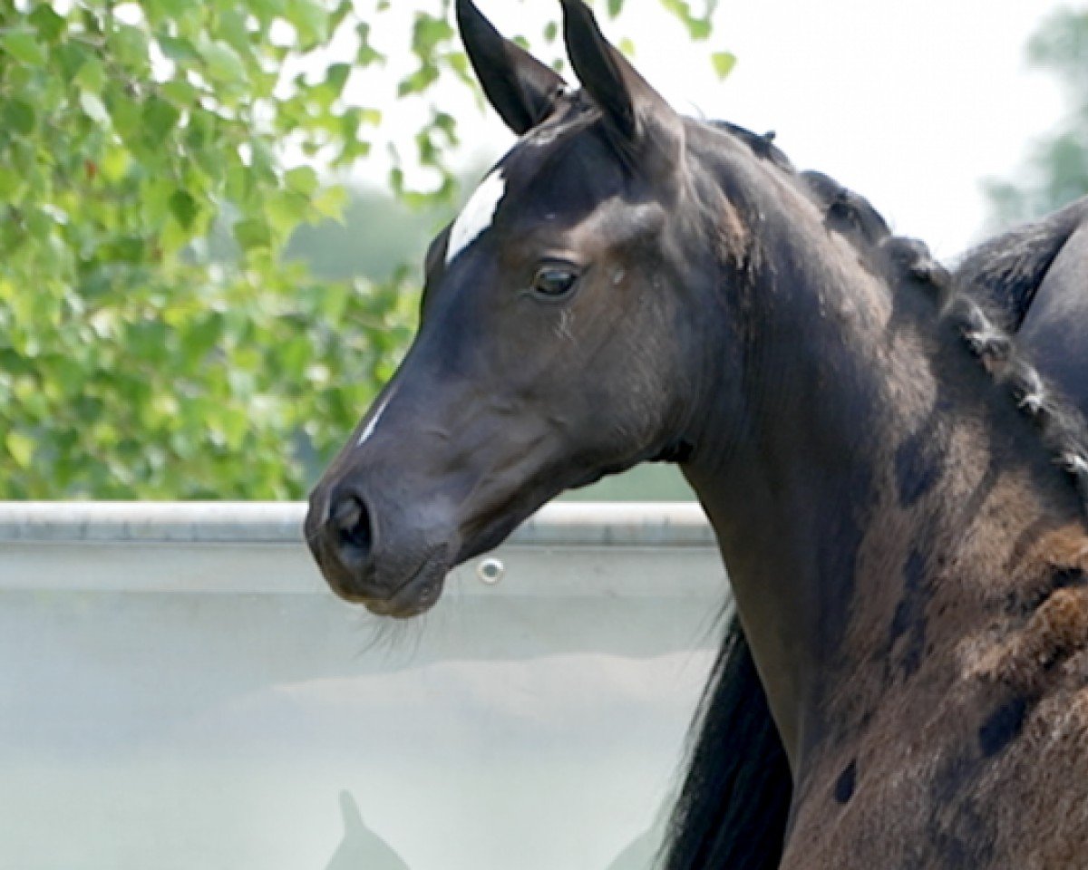 horse Diego (Hanoverian, 2024, from Diathletico FRH)