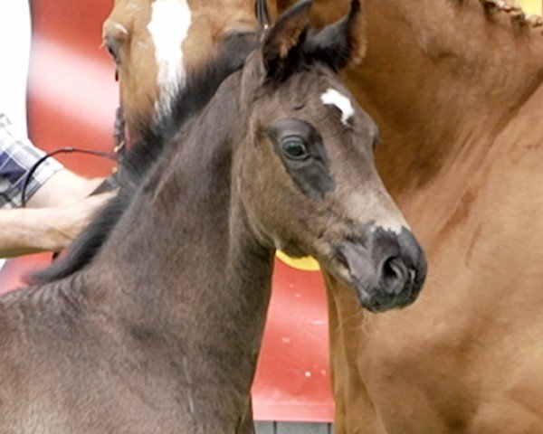 horse Diamore (Hanoverian, 2024, from Diamantenglanz)