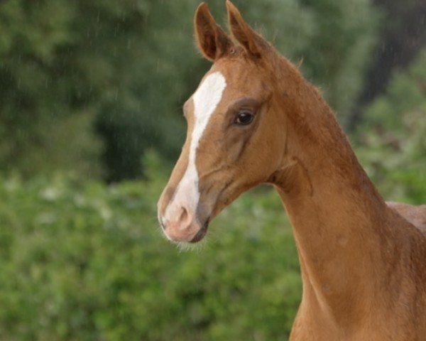 Pferd Blickfang (Hannoveraner, 2024, von Barbarossa)