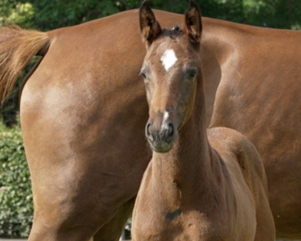 horse Quick Lady G (Hanoverian, 2024, from FRH Quaid)