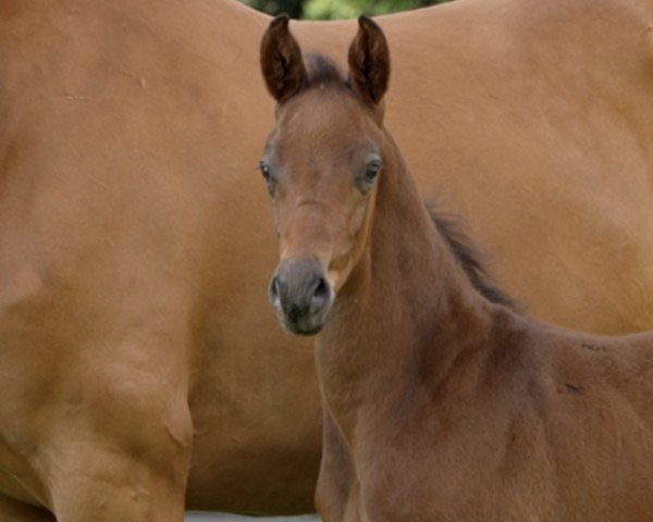 horse Ferrero (Hanoverian, 2024, from Friedrich der Große)