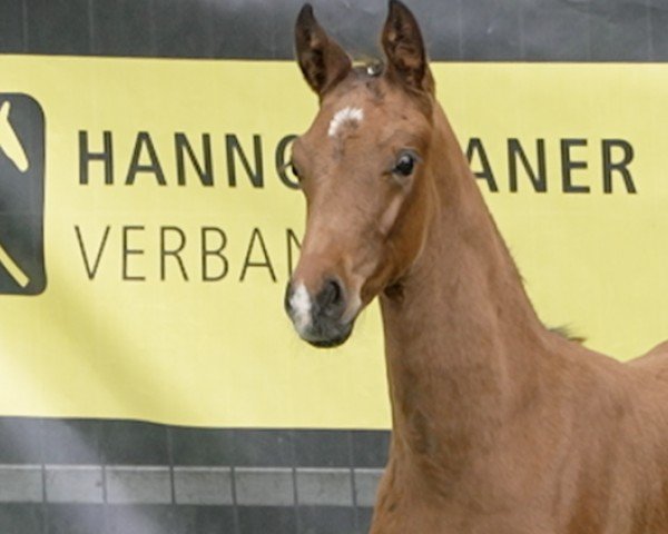 horse Frühlingsbote (Hanoverian, 2024, from Fürst Belissaro)