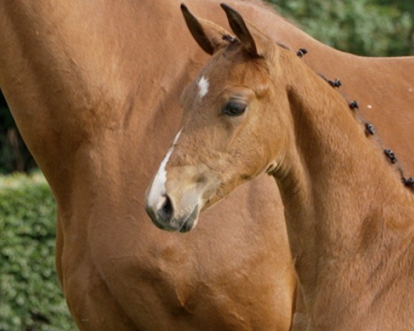 horse Feine Deern (Hanoverian, 2024, from Fürst Belissaro)