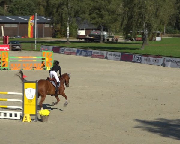 Reitturnier Westergellersen 2021