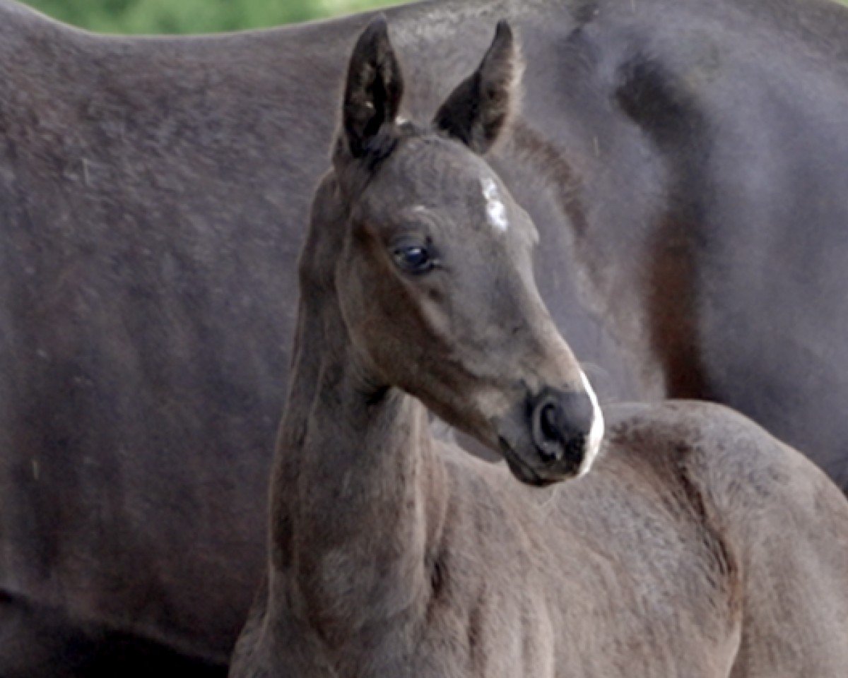 horse Beethoven (Hanoverian, 2024, from Barbarossa)
