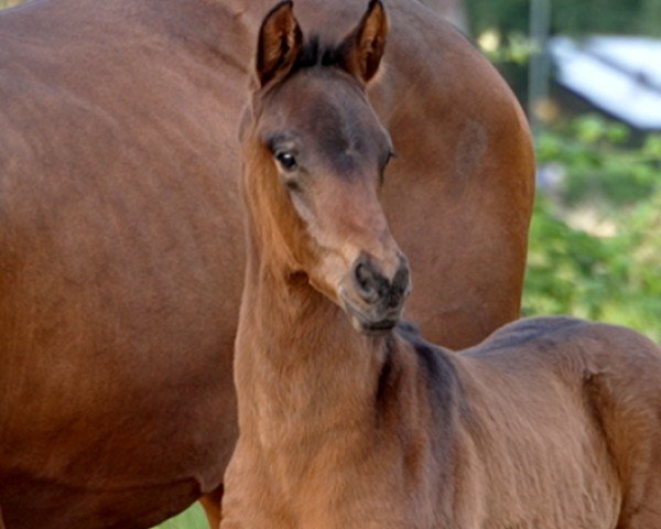 horse Look at me (Hanoverian, 2024, from Livaldon)