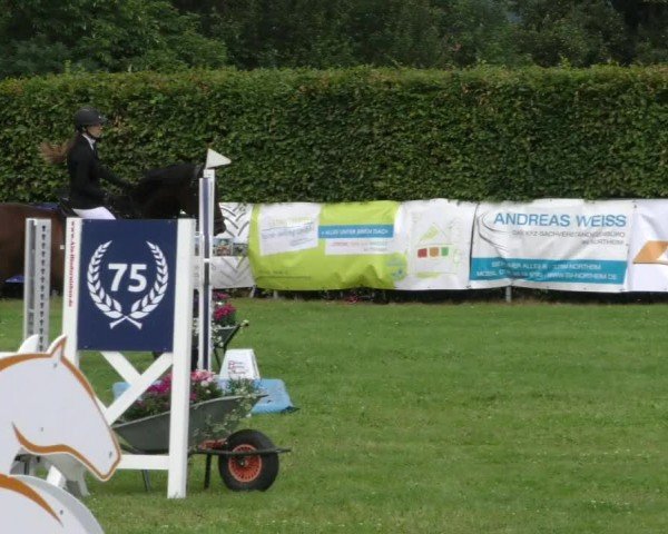 Reitturnier Moringen 2024