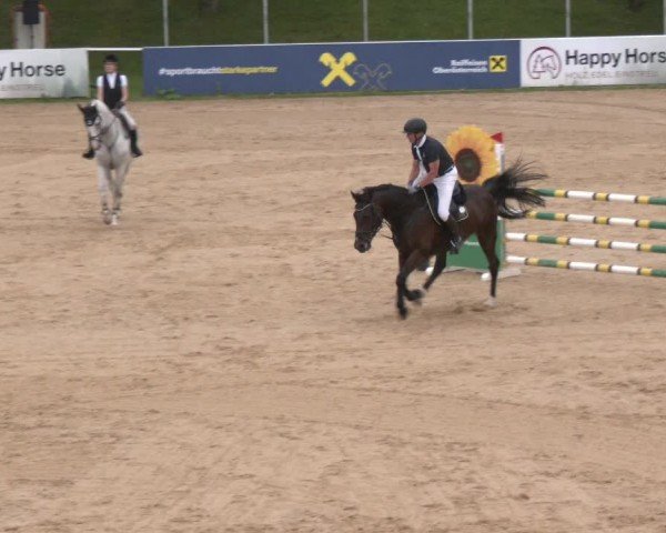 Reitturnier Stadl-Paura 2024