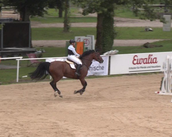 Reitturnier Stadl-Paura 2024