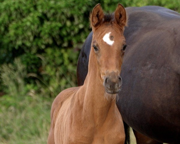 Pferd Baltimore (Hannoveraner, 2024, von Bonhoeffer)