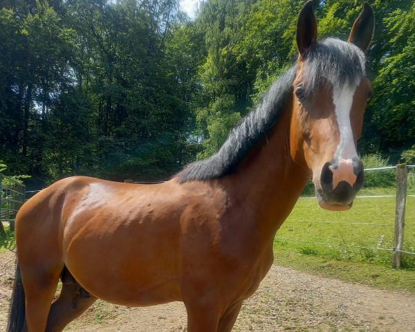 Pferd Valerio (Deutsches Reitpony, 2022, von Vincenzo NRW)