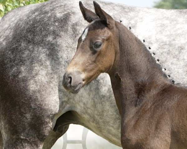 Pferd Delano (Hannoveraner, 2024, von Despacito 16)