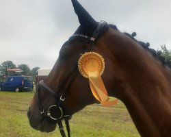 jumper Quinaro 9 (German Sport Horse, 2009, from Quality 9)
