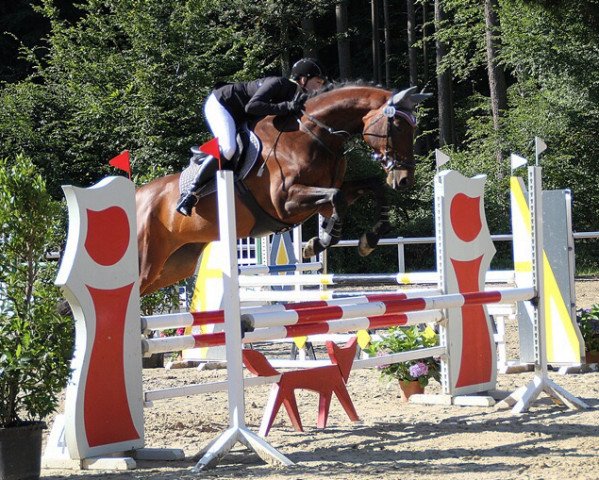 Springpferd Larosebra (Belgisches Warmblut, 2011, von Broere Atlantic)
