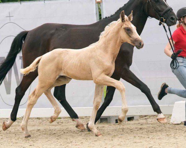 horse Qandice King (Westphalian, 2024, from Qandide)