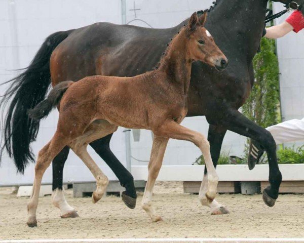 horse Sonnige Aussicht (Westphalian, 2024, from Sir Heinrich OLD)