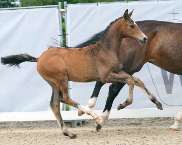 horse Ekaterina (Westphalian, 2024, from Escamillo)