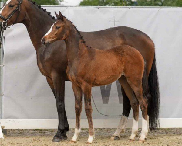 horse Vie Belle (Westphalian, 2024, from V-Power)