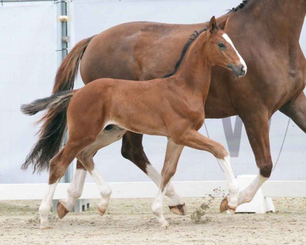 Pferd Extravagant (Westfale, 2024, von Escaneno)