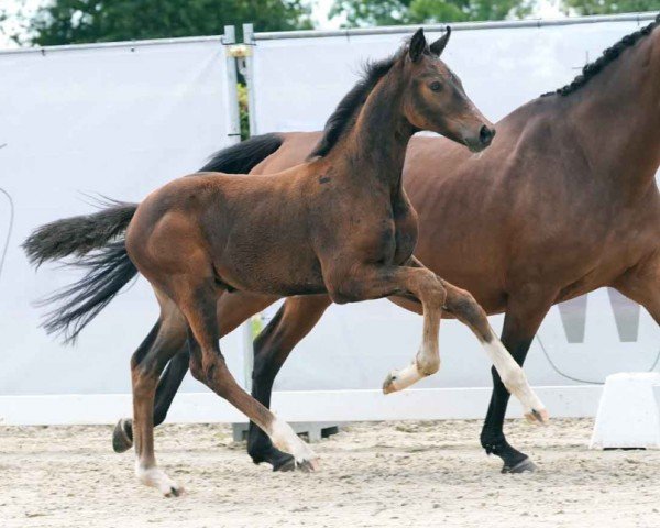 Pferd Fortnite (Westfale, 2024, von For Romance I)