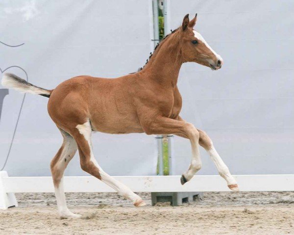 horse Esmeraldo's Eyecatcher (Westphalian, 2024, from Esmeraldo FM)