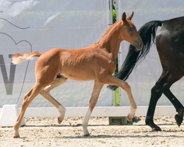horse Sweeney (Westphalian, 2024, from Sir Heinrich OLD)
