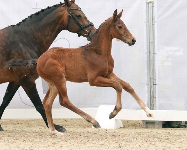 horse Sarion (Westphalian, 2024, from Segantini FRH)
