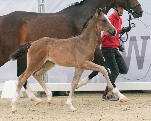 horse Elaine (Westphalian, 2024, from Escamillo)