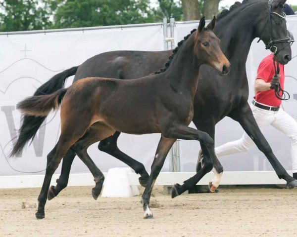 horse Victoria Secret (Westphalian, 2024, from V-Power)