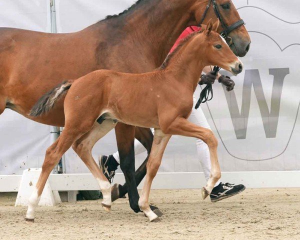 horse Glamil (Westphalian, 2024, from Glamourdale)