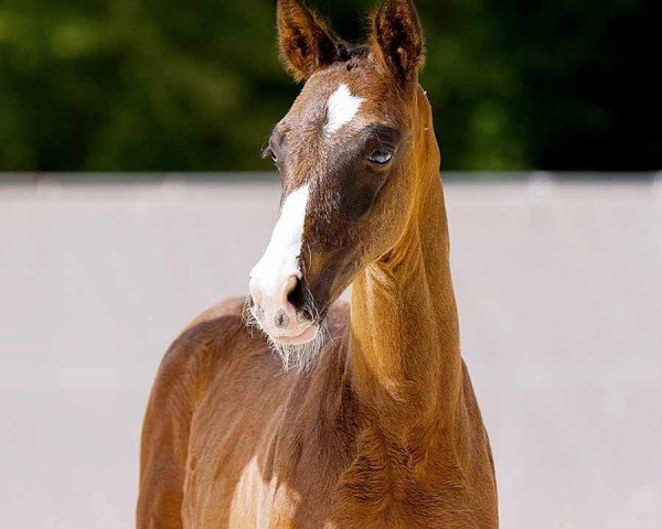 horse Victorio (Hanoverian, 2024, from V-Power)