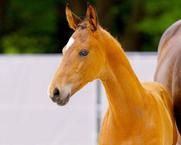horse Franz (Hanoverian, 2024, from Freigeist)
