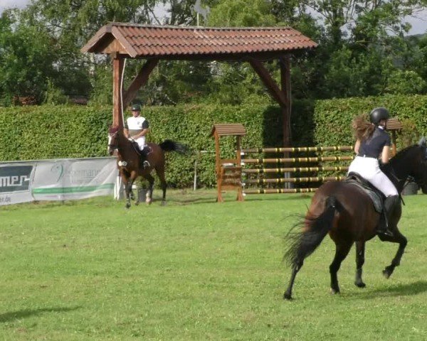 Reitturnier Moringen 2024