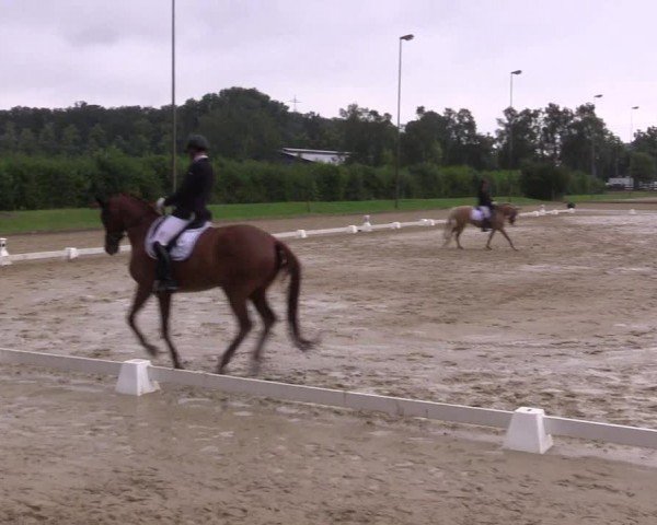 Reitturnier Münster-Roxel 2024