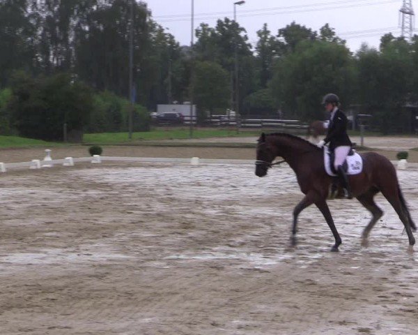 Reitturnier Münster-Roxel 2024