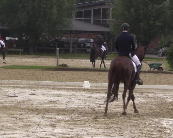Reitturnier Münster-Roxel 2024