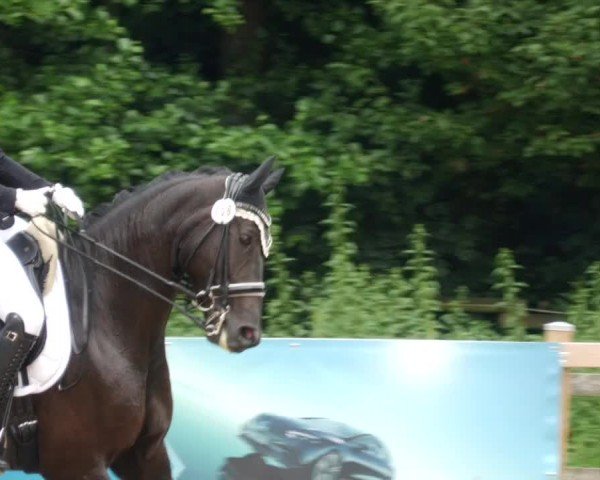 Reitturnier Nürtingen 2024