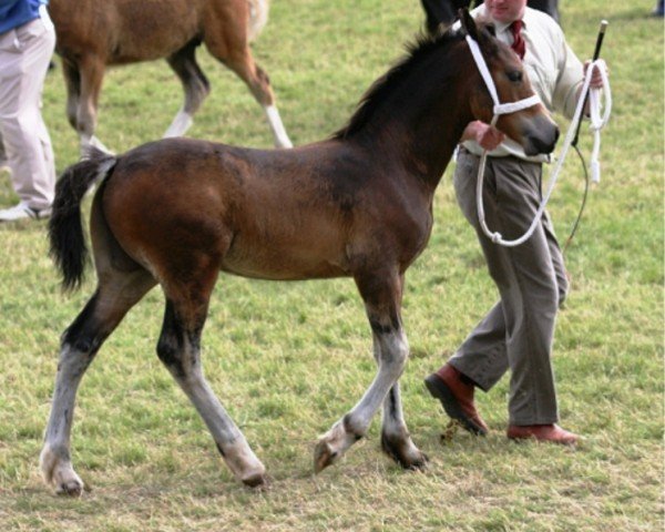horse Glantraeth Northern Star (Welsh-Cob (Sek. D), 2008, from Thorneyside The Gamekeeper)