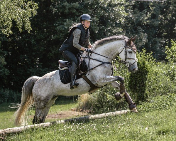 jumper Twilight Sparkle 4 (Oldenburg show jumper, 2016, from Twilight 35)