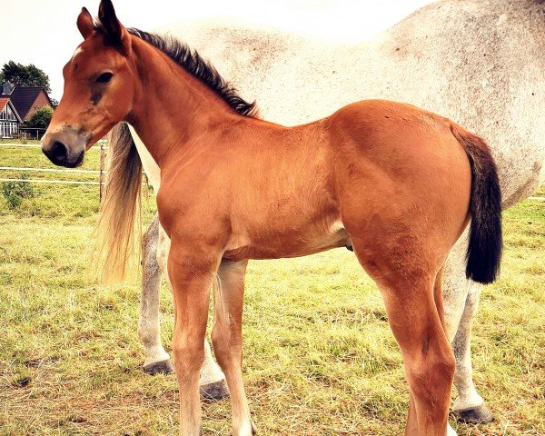 horse Dodge QP (Holsteiner, 2024, from Don van het Parelshof Z)