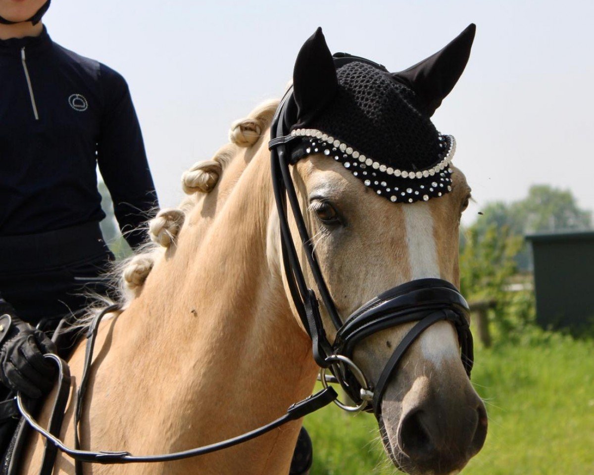 Cavallo da Dressage Mac Gyver 12 (Pony da Sella Tedesco, 2020, di Centauro's Midas)