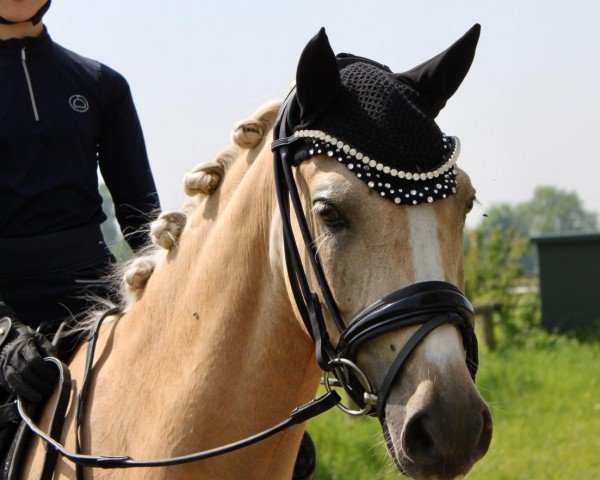 dressage horse Mac Gyver 12 (German Riding Pony, 2020, from Centauro's Midas)
