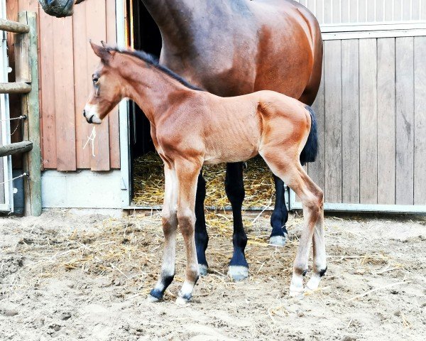 horse Dundee QP (Holsteiner, 2024, from Don van het Parelshof Z)