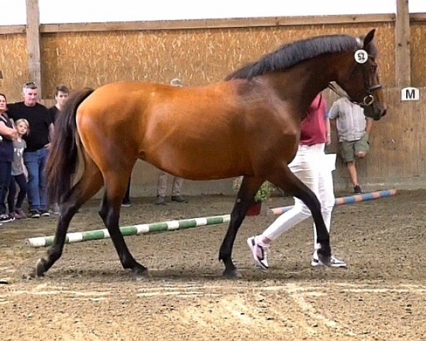 broodmare Navara QP (Holsteiner, 2020, from Van Gogh)